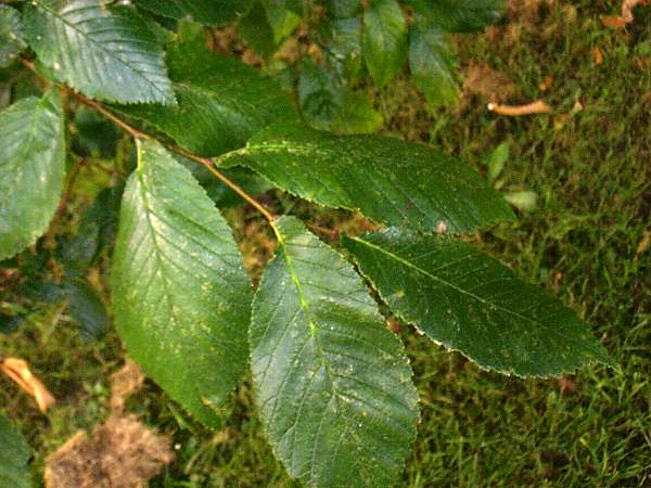 Goat Willow leaves