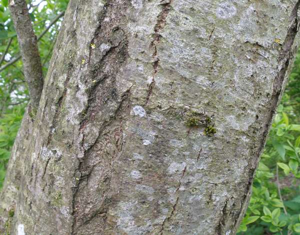 Bark of a young Goat Willow