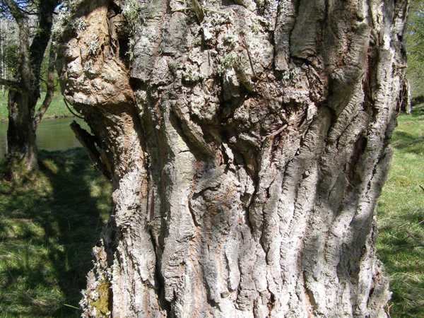 Fissured bark of an ols Goat Willow tree