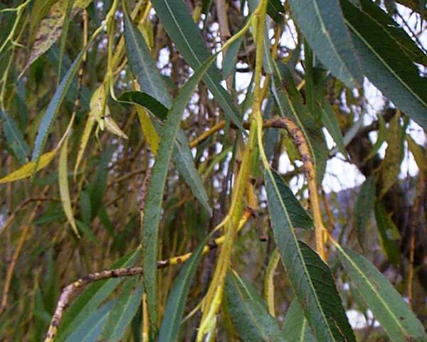 Leaves of Crack Willow in summer