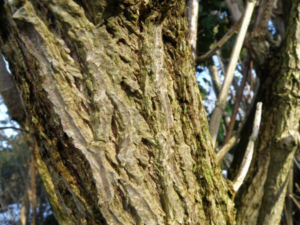 Bark of an old Elder tree