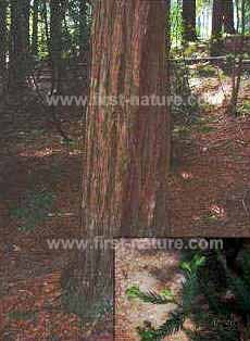 Coast redwood trunk (leaves inset)