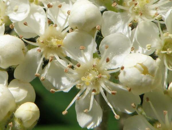 Closeup of Rowan flowers