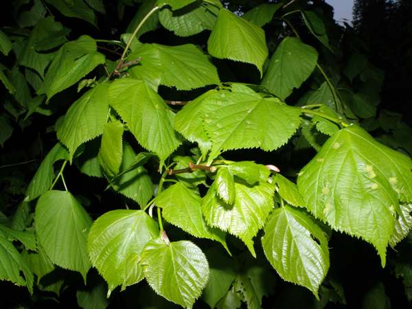 Leaves of the large-leaved lime