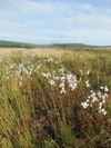Cotton Grass at Dyfi NNR
