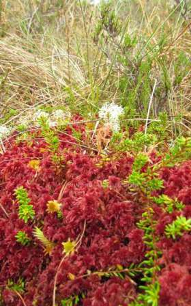 Colourful mosses at Cors y LLyn