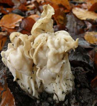 Saddle fungi also grow in Merthyr Mawr