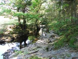 The stream in the reserve
