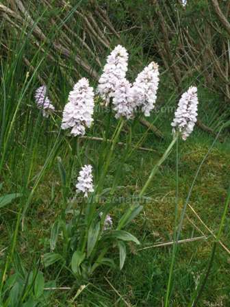 Heath Spotted-orchids