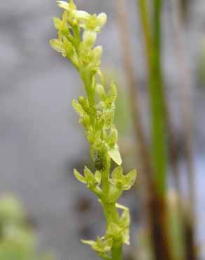 The Bog Orchid