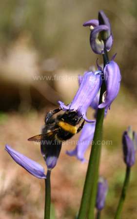 Bee and Bluebell