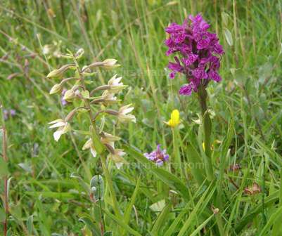 Marsh Helleborine and Northern Marsh-orchid flower together