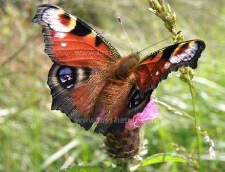 Peacock Butterfly at Morfa Harlech