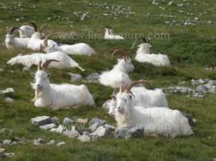 Feral Goats