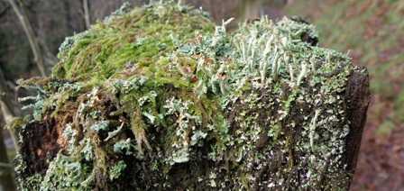 Lichens on a tree stump at Abercorris