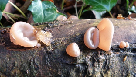 Jelly Ear Fungus on a fallen branch
