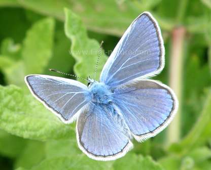 The Common Blue Butterfly
