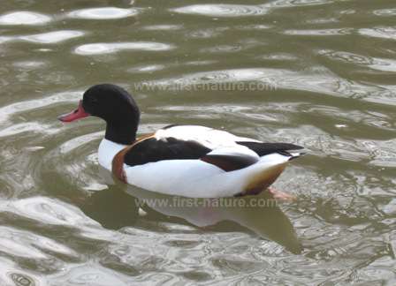Shelducks are one of the star species at RSPB Conwy