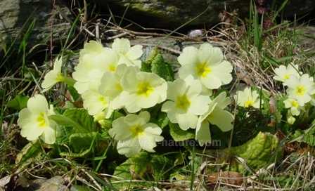 Primroses light up the woodland in early spring