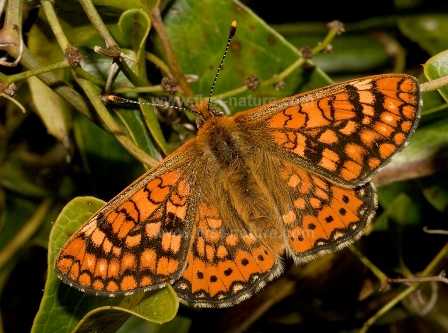 The Marsh Fritillary Butterfly
