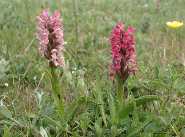 Early Marsh Orchids