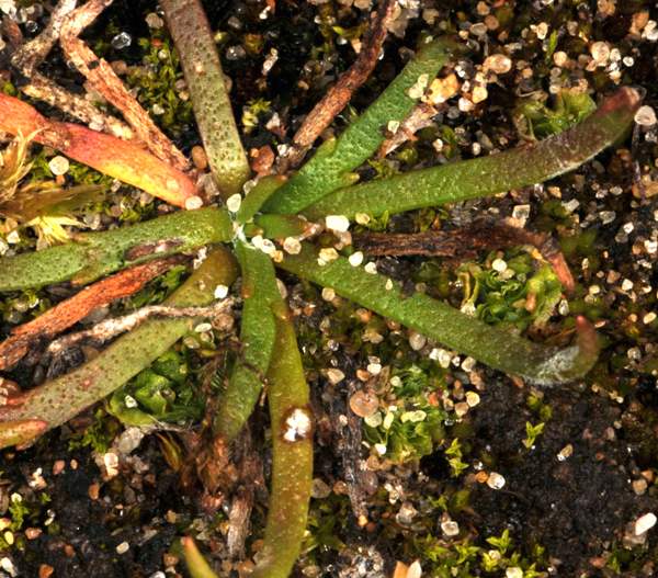 Petalophyllum ralfsii