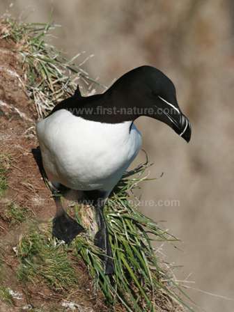 A Razorbill - one of the seabirds to nest on the Gower Coast