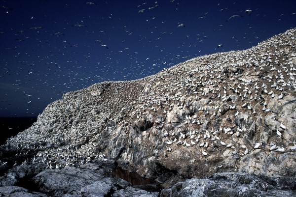 Some of the Gannets on Grassholm, picture Mike Alexander CCW
