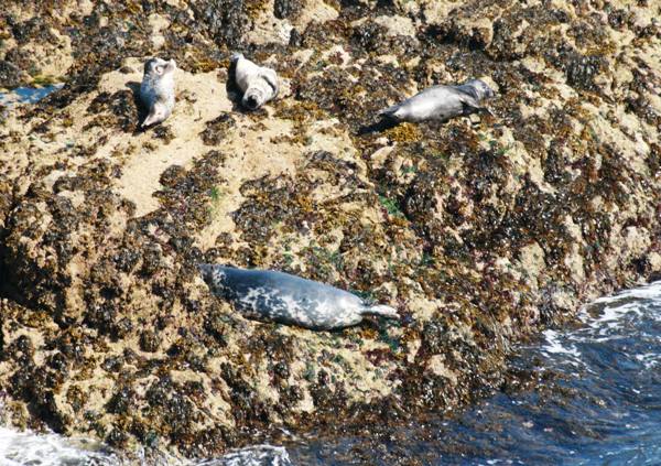 Grey Seals bask on the rocks