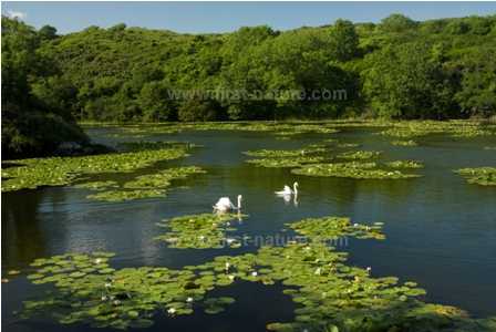 Lily ponds at Stackpole