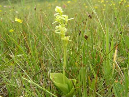 The Fen Orchid one of the species threatend by over-stabilised dunes