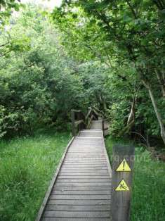 The boardwalks at the reserve