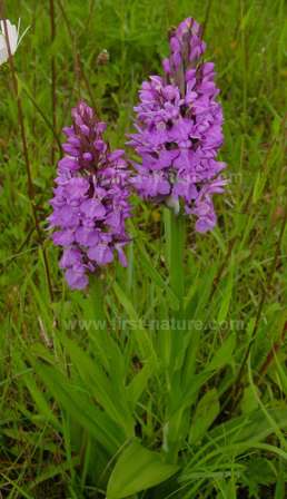 Southern Marsh Orchids grow at the centre