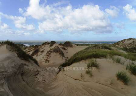 Sand dunes shaped by the wind