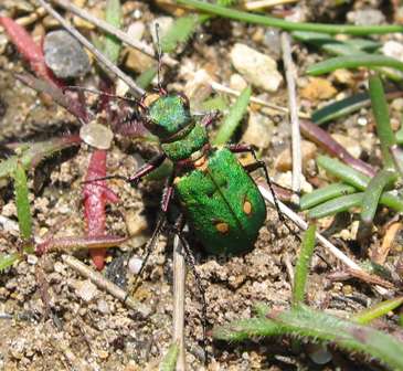 The Tiger Beetle lives in sand dunes