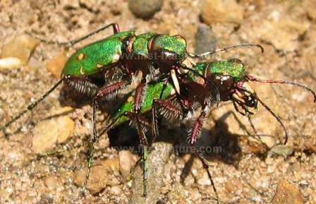 Green tiger Beetles mating