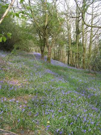 Bluebell woodland in Southwest Wales