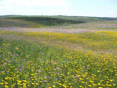 Fallow field covered with wildflowers