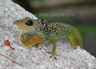 The Barbados Green Lizard