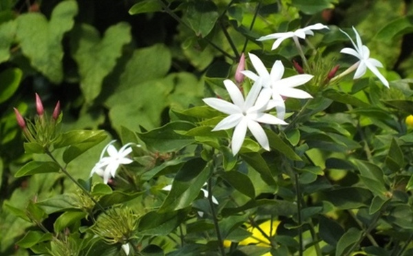 Plant