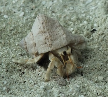 Hermit Crab