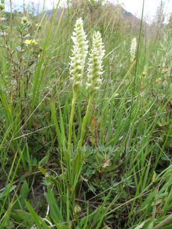 Hooded Lady's-tresses
