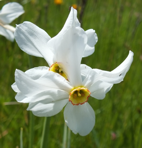 Wild Narcissus Narcissus poeticus