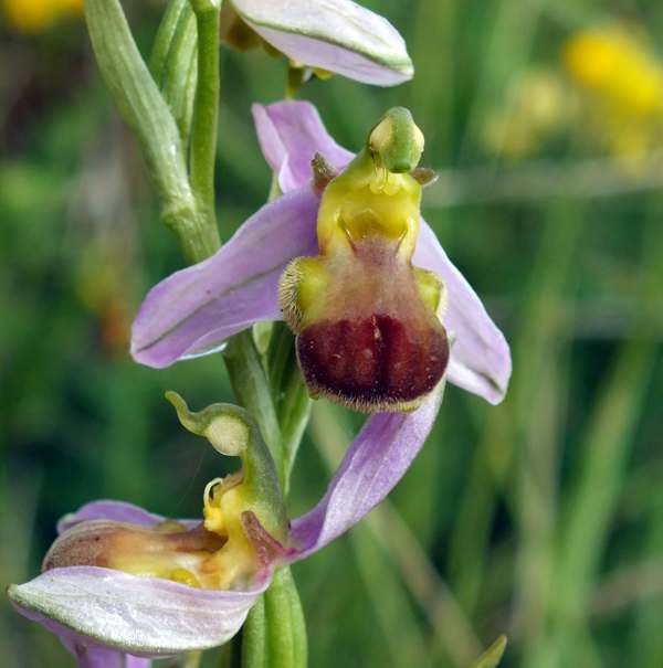Ophrys apifera var bicolor