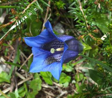 Gentiana clusii photographed in Slovenia