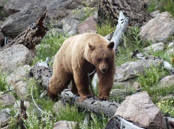A Grizzly Bear in Yelowstone National Park